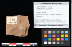 Foto (Objekt + Etikett) von Widdringtonia ungeri Endl. (NHMW-GEO-2024-0188-0138)